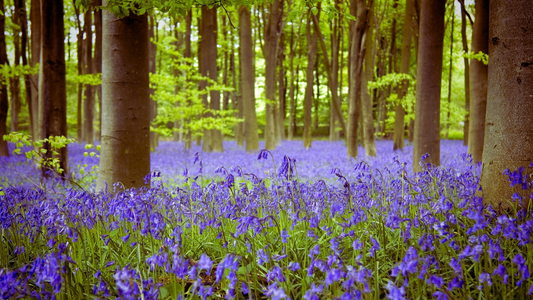 Wood Energy: Growth, Movement and Bold New Beginnings